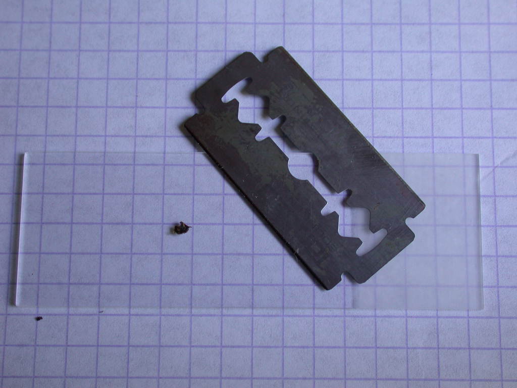 Con l''aiuto del microscopio... QUIZ